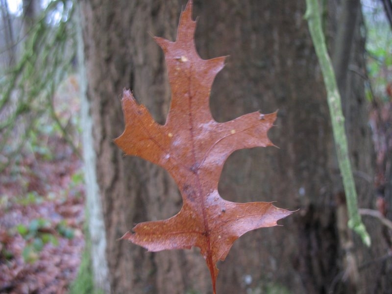 2006 Arbres remarquables 04